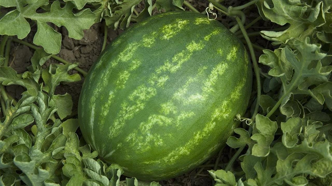 Seedless watermelons The taste of summer